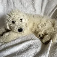 Purple, a male Komondor for sale in Nashville, TN – Photo 2 of 2