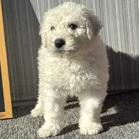 Purple, a male Komondor for sale in Nashville, TN – Photo 1 of 2