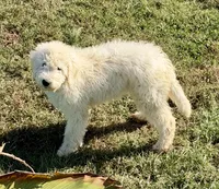 Casper, a female Komondor for sale in Nashville, TN – 1 of 1