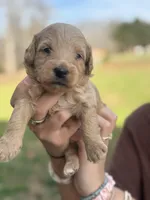 Mini golden doodles , a female Goldendoodle for sale in Campobello, SC – Photo 5 of 6