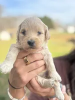 Mini golden doodles , a female Goldendoodle for sale in Campobello, SC – Photo 3 of 6
