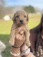 Mini golden doodles , a female Goldendoodle for sale in Campobello, SC – Photo 4 of 6