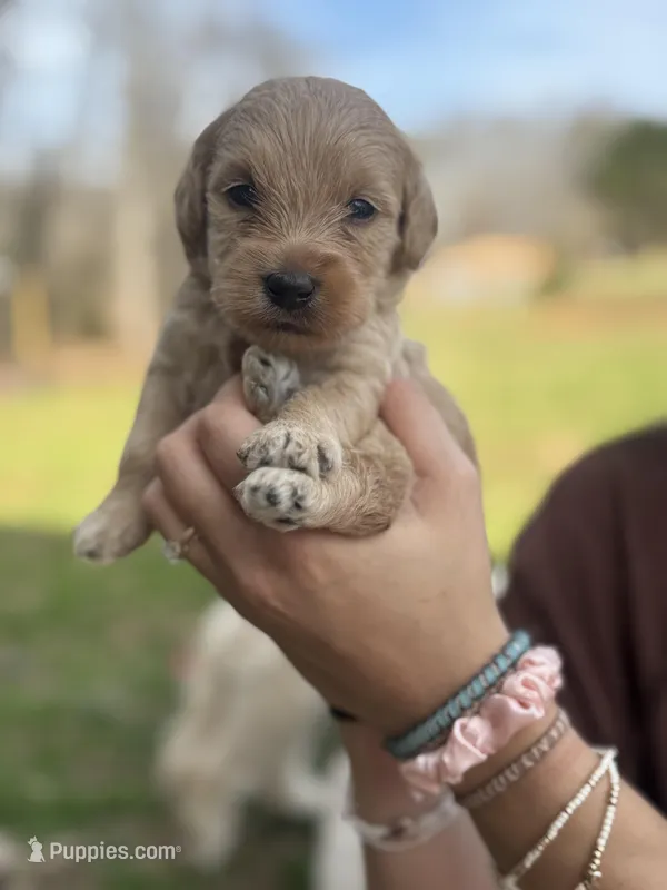 Mini golden doodles  – Goldendoodle puppy for sale in Campobello, SC