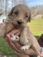 Mini golden doodles , a female Goldendoodle for sale in Campobello, SC – Photo 6 of 6