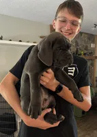 AKC & ICCF Registered Turquoise Collar, a male Cane Corso for sale in Haines City, FL – 3 of 7