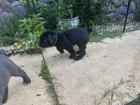 Black Collar, a male Cane Corso for sale in Haines City, FL – 3 of 4