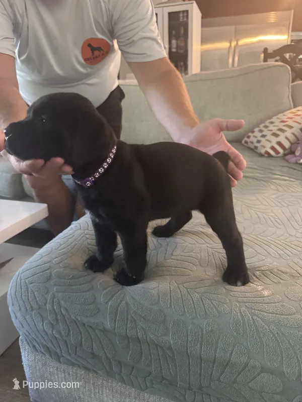 Purple Collar – Cane Corso puppy for sale in Orlando, FL