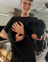 AKC & ICCF Registered Red Collar, a male Cane Corso for sale in Haines City, FL – 7 of 10