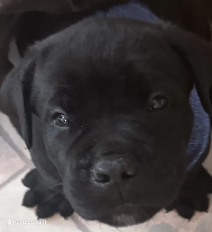 AKC & ICCF Registered Red Collar – Cane Corso puppy for sale in Haines City, FL
