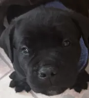 AKC & ICCF Registered Red Collar, a male Cane Corso for sale in Haines City, FL – 1 of 4