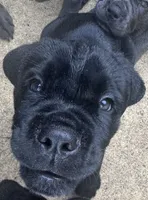 AKC & ICCF Registered Red Collar, a male Cane Corso for sale in Haines City, FL – 5 of 10