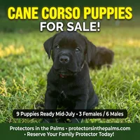AKC & ICCF Registered Red Collar, a male Cane Corso for sale in Haines City, FL – 2 of 10