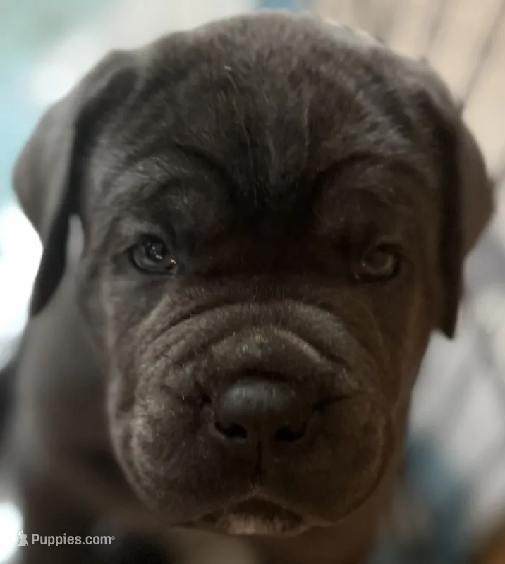 Blue Collar, a male Cane Corso for sale in Haines City, FL – 1 of 3