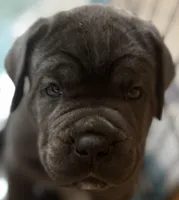 Blue Collar, a male Cane Corso for sale in Haines City, FL – 1 of 3