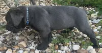 AKC & ICCF Registered Light Green Collar, a male Cane Corso for sale in Haines City, FL – 2 of 5