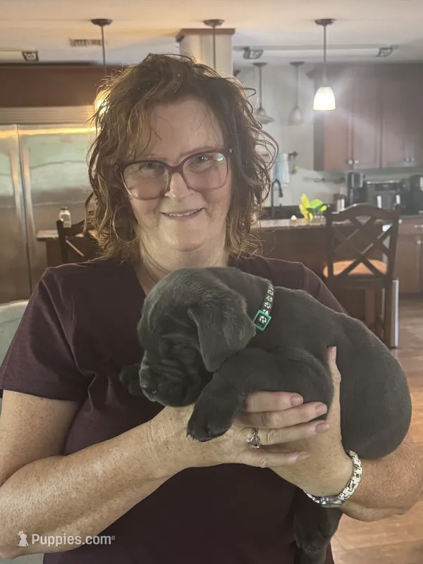 Green Collar – Cane Corso puppy for sale in Orlando, FL