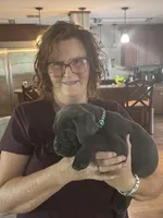 Green Collar, a male Cane Corso for sale in Orlando, FL – 1 of 1