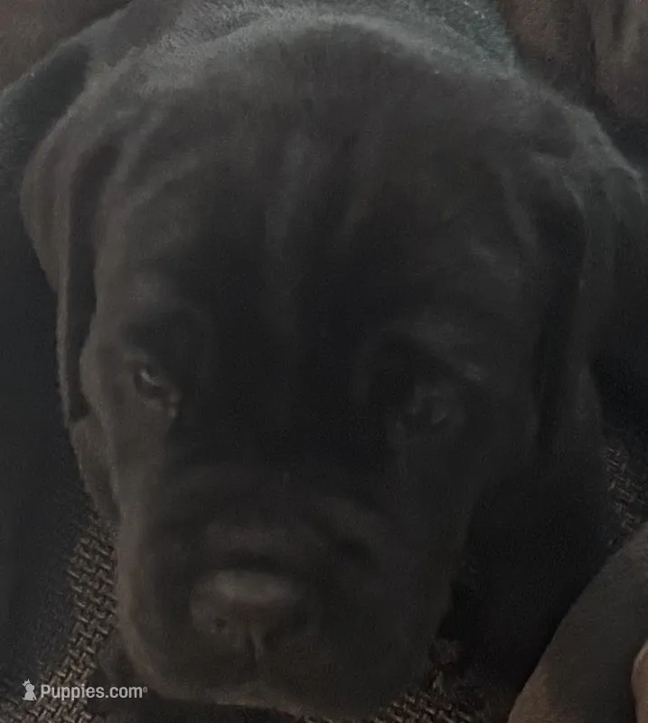 AKC & ICCF Registered Black Collar – Cane Corso puppy for sale in Haines City, FL