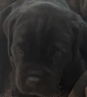 Black Collar, a male Cane Corso for sale in Haines City, FL – 4 of 4