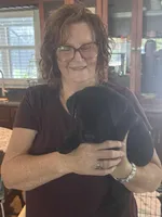 Red Collar, a male Cane Corso for sale in Orlando, FL – 2 of 2