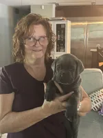 Blue Collar, a male Cane Corso for sale in Haines City, FL – 3 of 3