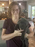 Light Blue Collar, a male Cane Corso for sale in Orlando, FL – 2 of 2