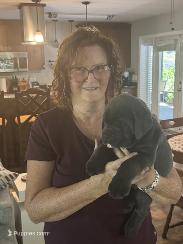 Yellow color – Cane Corso puppy for sale in Orlando, FL