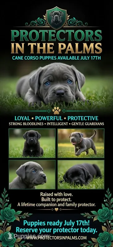 AKC & ICCF Registered Blue Collar – Cane Corso puppy for sale in Haines City, FL
