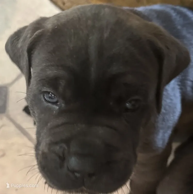 AKC & ICCF Registered Green Collar – Cane Corso puppy for sale in Haines City, FL