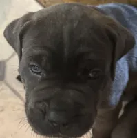 AKC & ICCF Registered Green Collar, a male Cane Corso for sale in Haines City, FL – 1 of 2