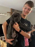 AKC & ICCF Registered Turquoise Collar, a male Cane Corso for sale in Haines City, FL – 2 of 7