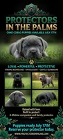 AKC & ICCF Registered Light Green Collar, a male Cane Corso for sale in Haines City, FL – 1 of 5