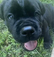 AKC & ICCF Registered Red Collar, a male Cane Corso for sale in Haines City, FL – 4 of 10