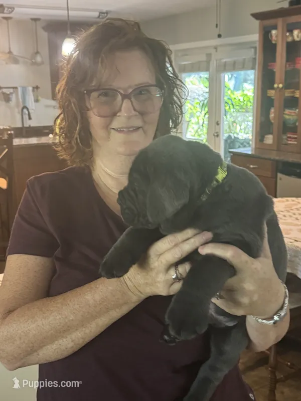 Light Green Collar – Cane Corso puppy on hold in Orlando, FL