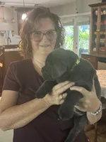 Light Green Collar, a female Cane Corso for sale in Orlando, FL – 1 of 2