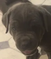 AKC & ICCF Registered Light Blue Collar, a male Cane Corso for sale in Haines City, FL – 1 of 3