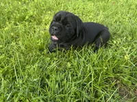 Black Collar, a male Cane Corso for sale in Haines City, FL – 1 of 4