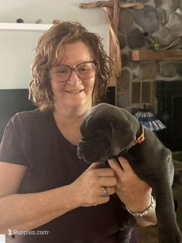 Orange Collar – Cane Corso puppy for sale in Orlando, FL