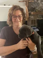 Orange Collar, a male Cane Corso for sale in Haines City, FL – 3 of 3