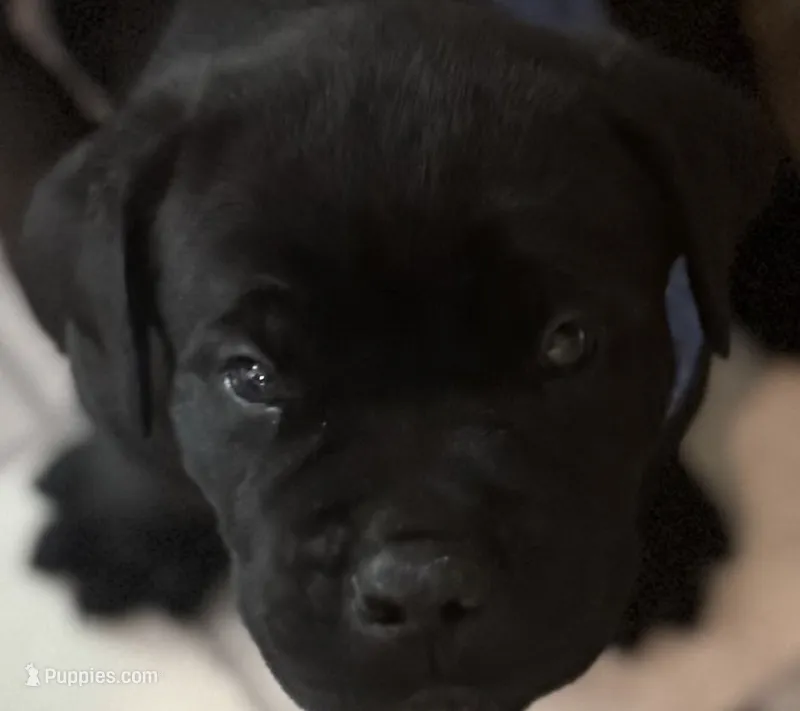 Purple Collar, a female Cane Corso for sale in Haines City, FL – 1 of 2