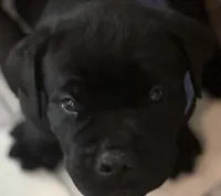 Purple Collar, a female Cane Corso for sale in Haines City, FL – 1 of 2