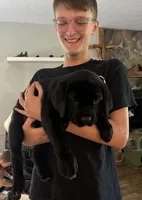 AKC & ICCF Registered Red Collar, a male Cane Corso for sale in Haines City, FL – 6 of 10