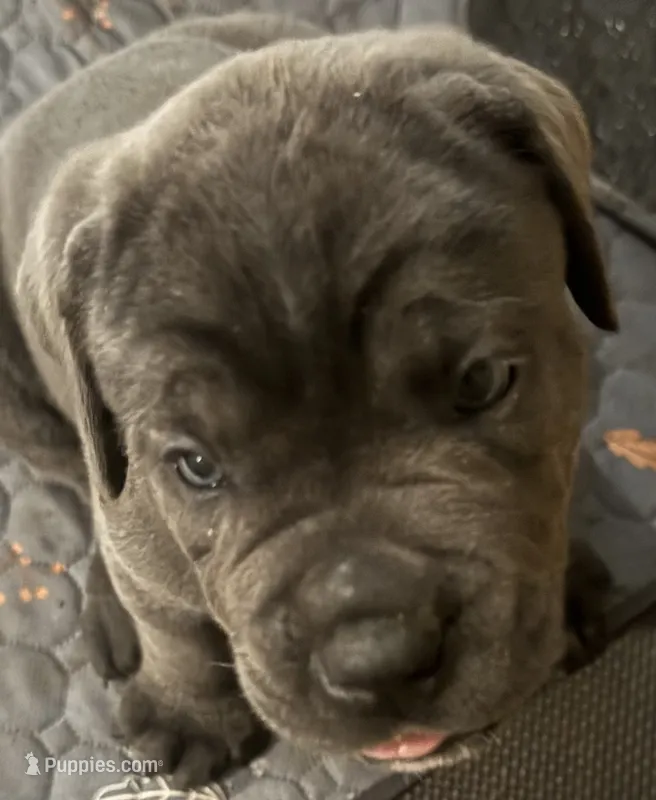 Light Green Collar – Cane Corso puppy on hold in Haines City, FL