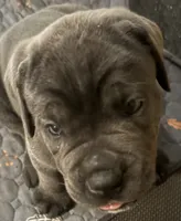 Light Green Collar, a female Cane Corso for sale in Haines City, FL – 1 of 3