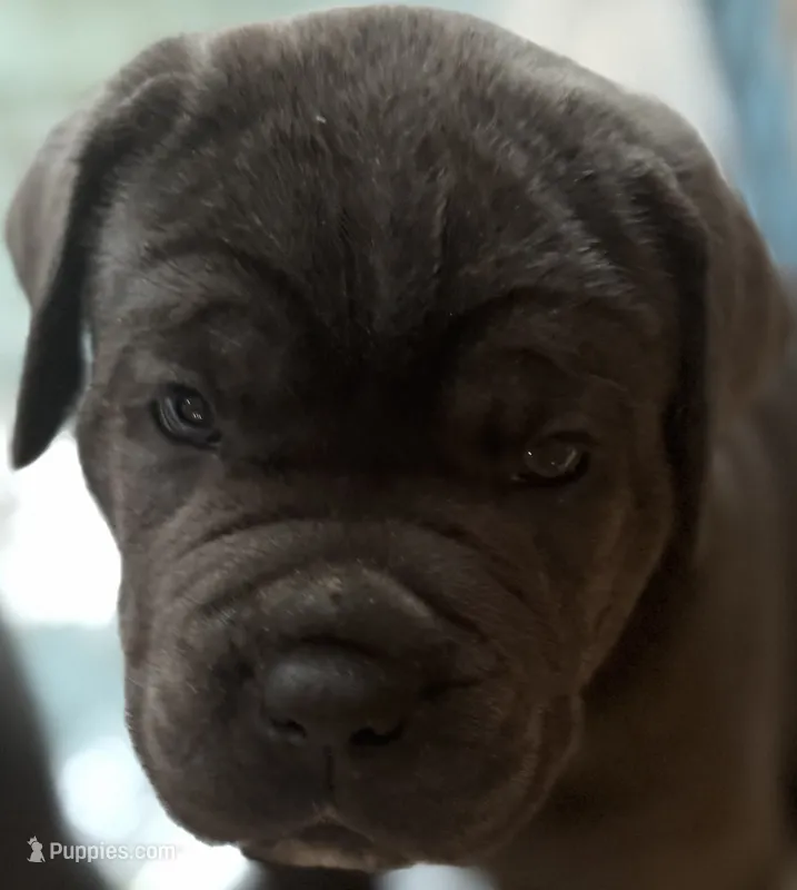 Pink Collar – Cane Corso puppy on hold in Orlando, FL