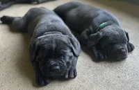 AKC & ICCF Registered Red Collar, a male Cane Corso for sale in Haines City, FL – 9 of 10