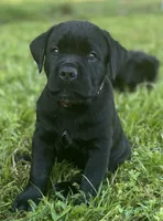 AKC & ICCF Registered Red Collar, a male Cane Corso for sale in Haines City, FL – 2 of 4