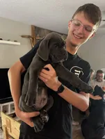 AKC & ICCF Registered Turquoise Collar, a male Cane Corso for sale in Haines City, FL – 4 of 7