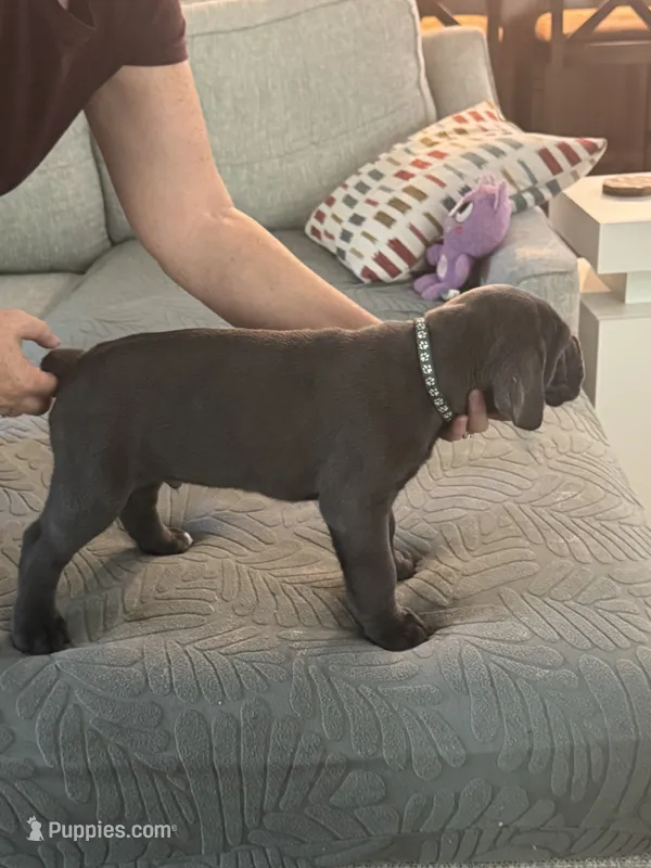 Light Blue Collar – Cane Corso puppy for sale in Orlando, FL