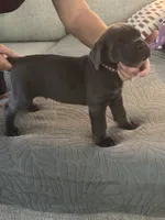 Orange Collar, a male Cane Corso for sale in Haines City, FL – 2 of 3